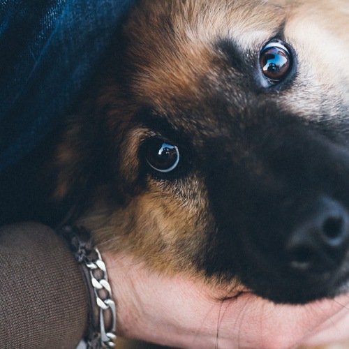 owner holds dog as he looks pensively at the camera